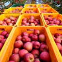 사과 경북 청송 안동 부사 시나노골드 못난이 꿀사과